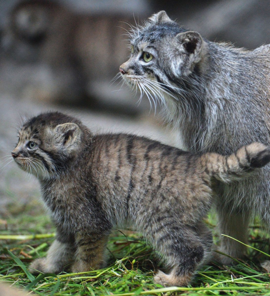 Байкал 161 Манул