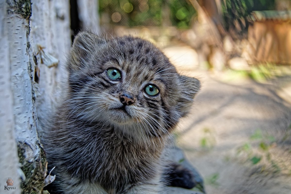 Манул семейство