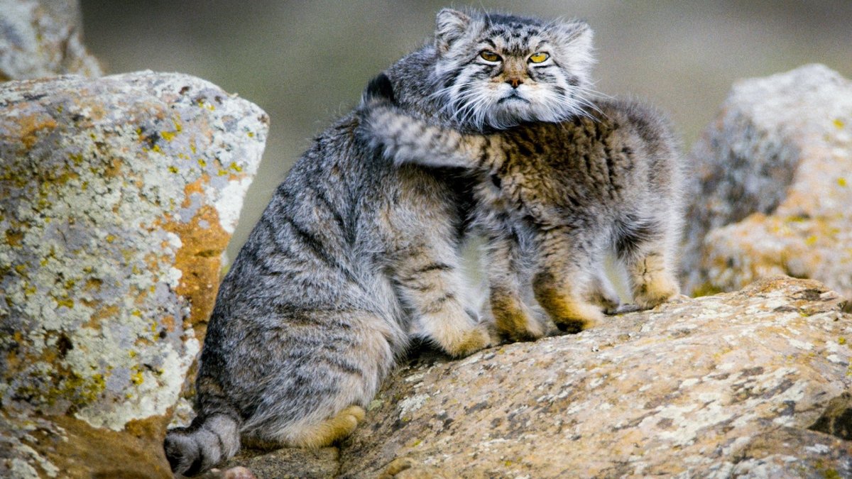 Манул котята