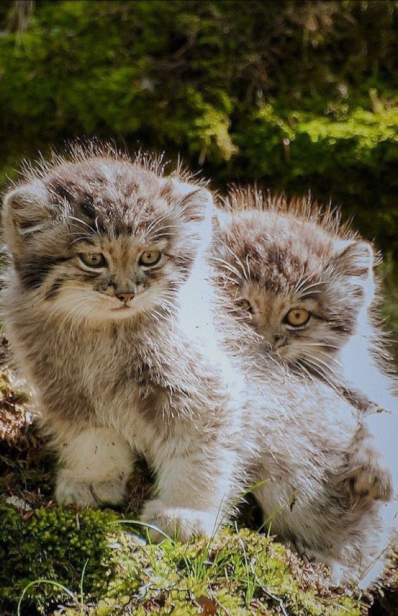 Манула певица