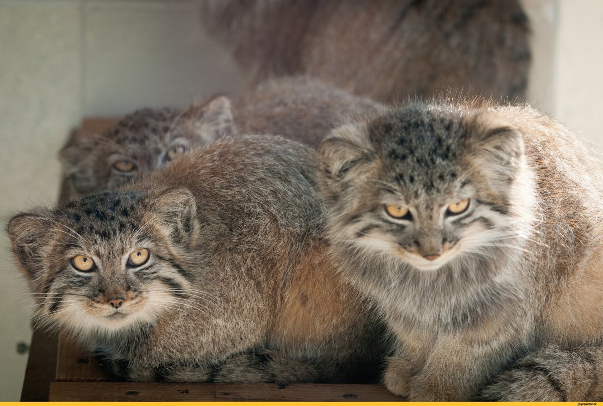 Манул Забайкальский дикий кот