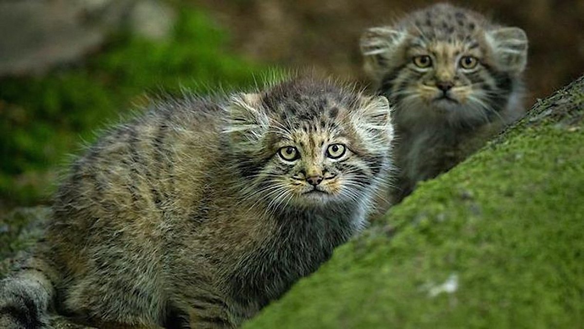 Манул Новосибирский зоопарк