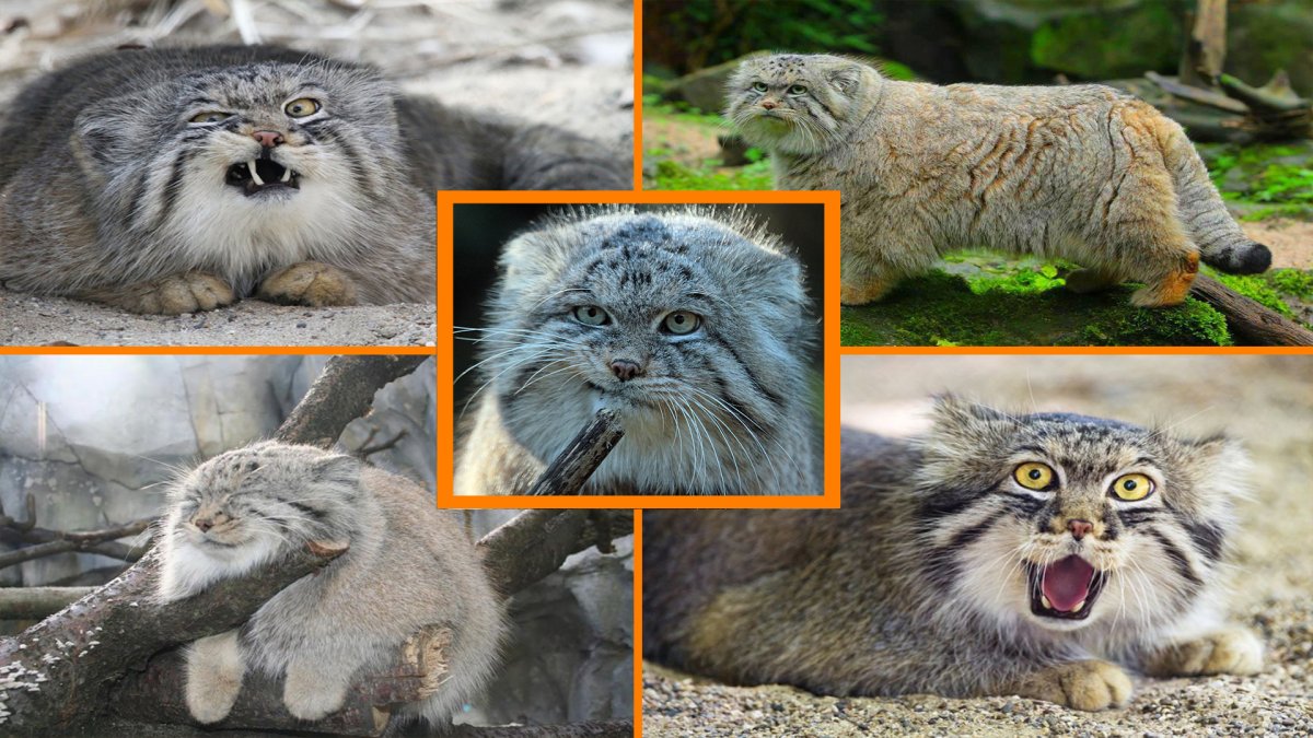 Один Манул два манула три манула