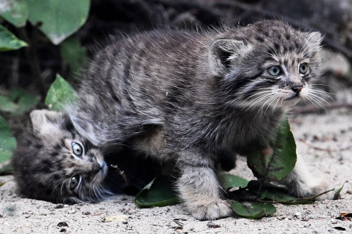 Манул в Китае