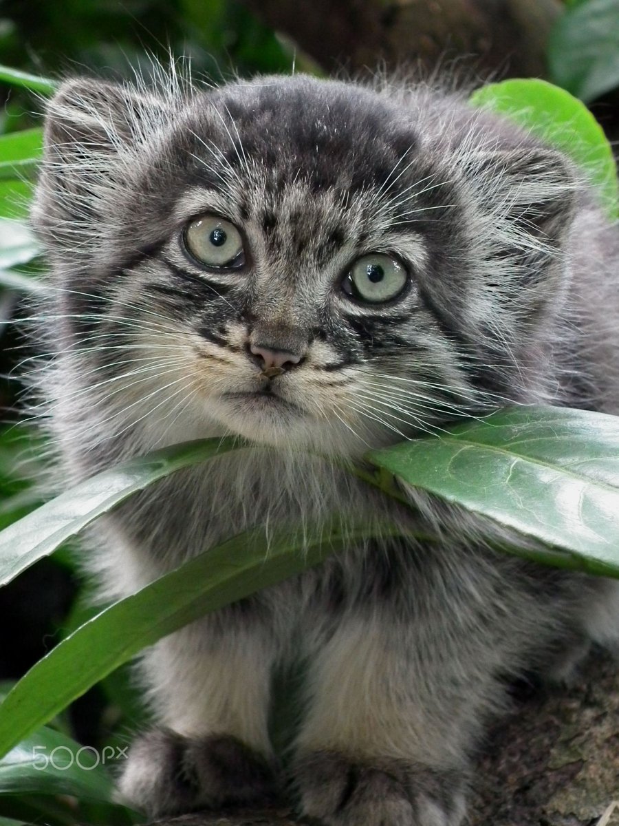 В Новосибирском зоопарке родилось 16 манулов