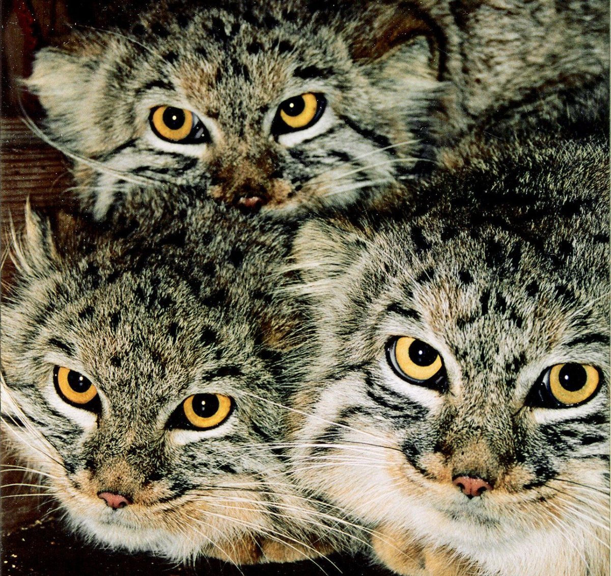 Дикий кот Манул котята