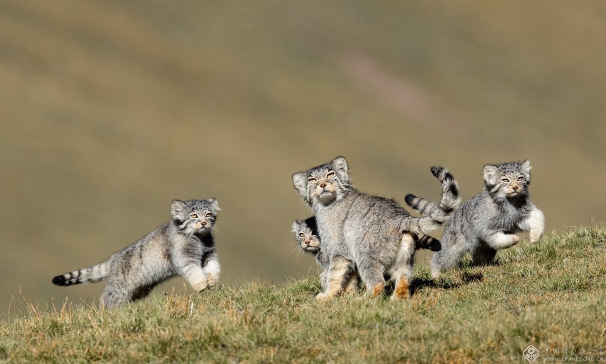 Фильмы про манулов