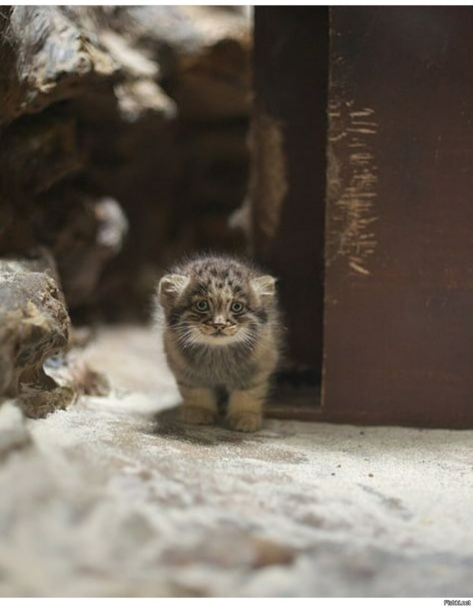 Кот Манул в Забайкалье