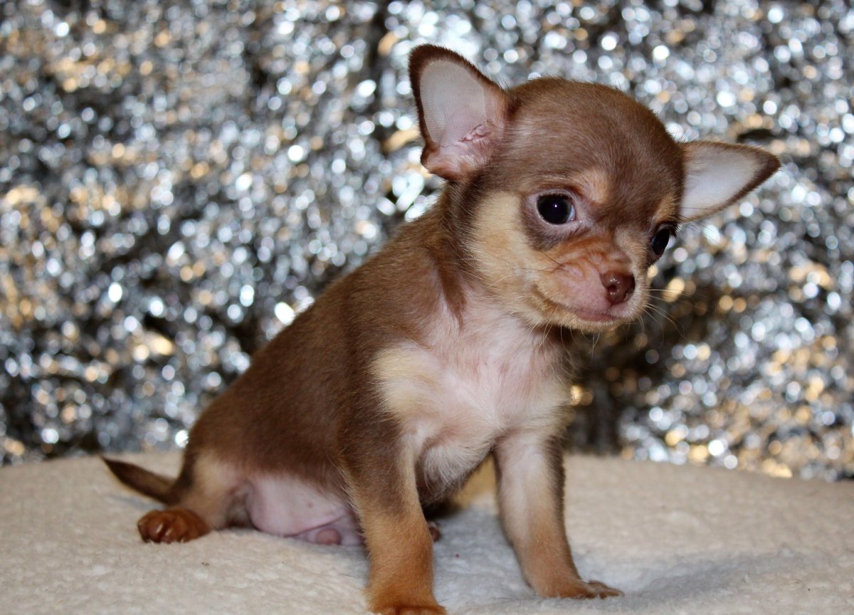 Палевый чихуахуа кобби