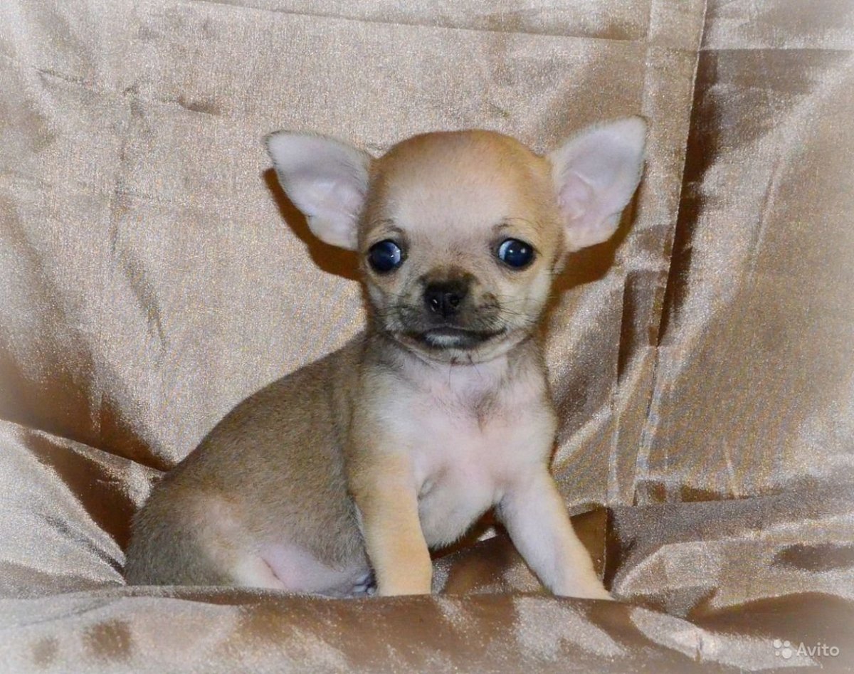 Русский той-терьер