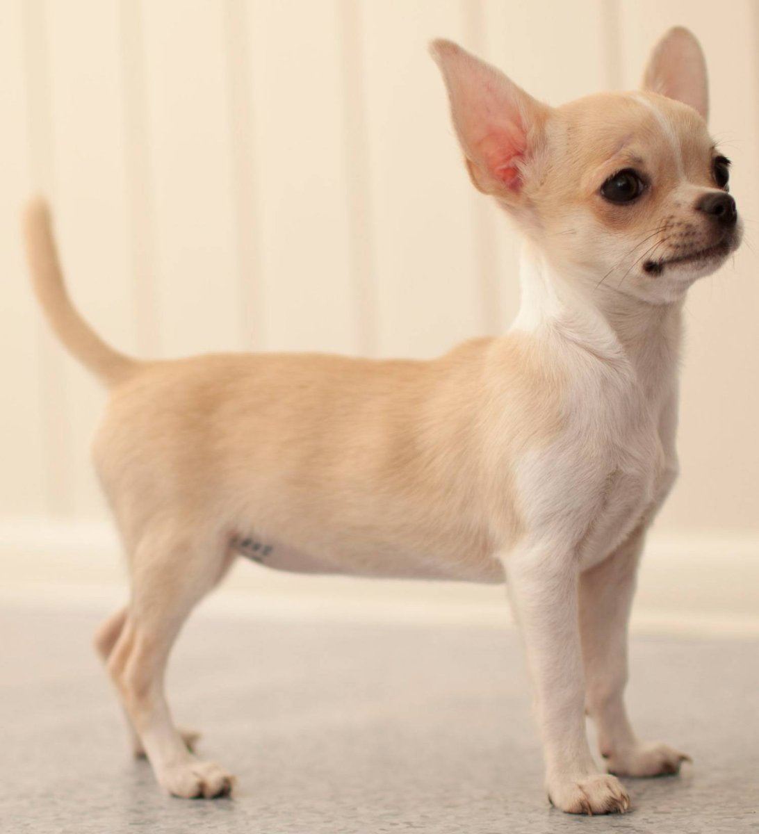 Чихуахуа палевый гладкошерстный