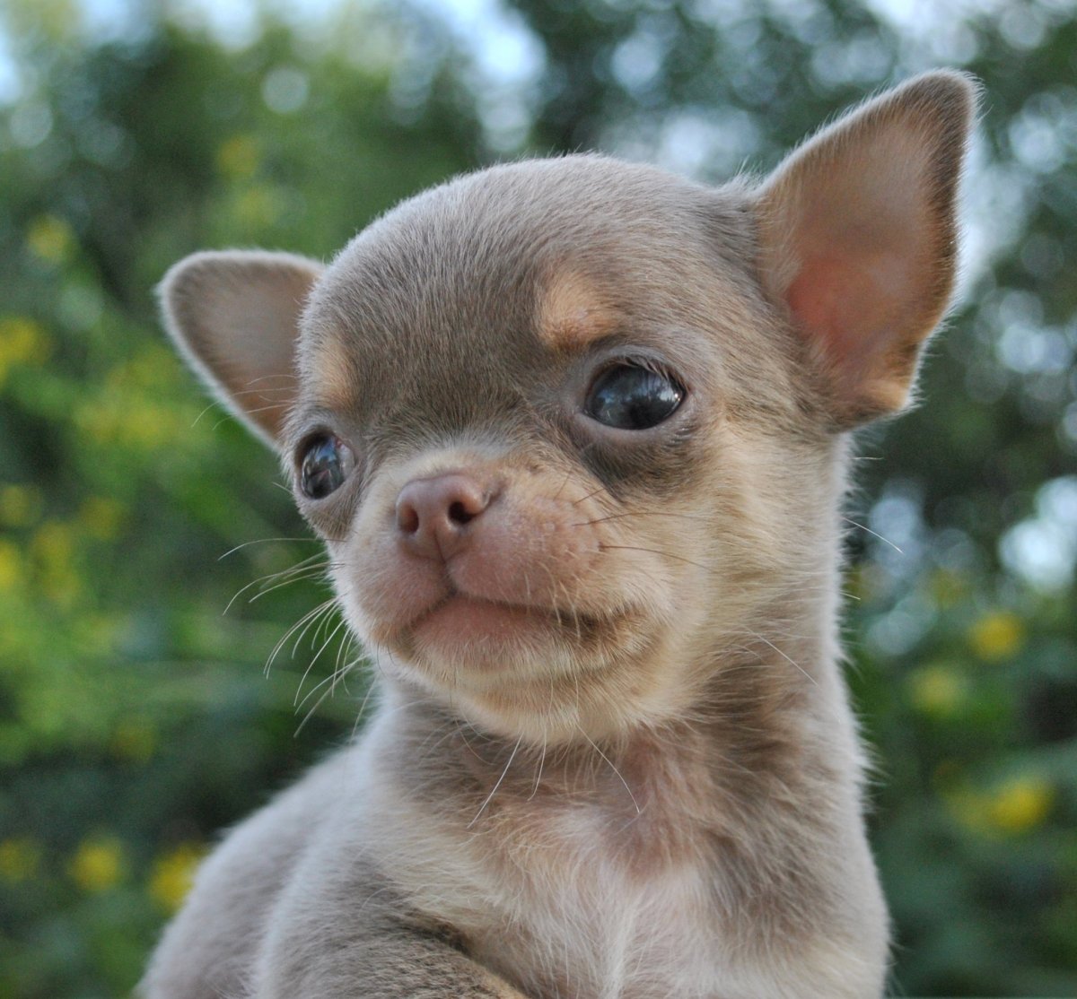 Чихуахуа кобби кремовый