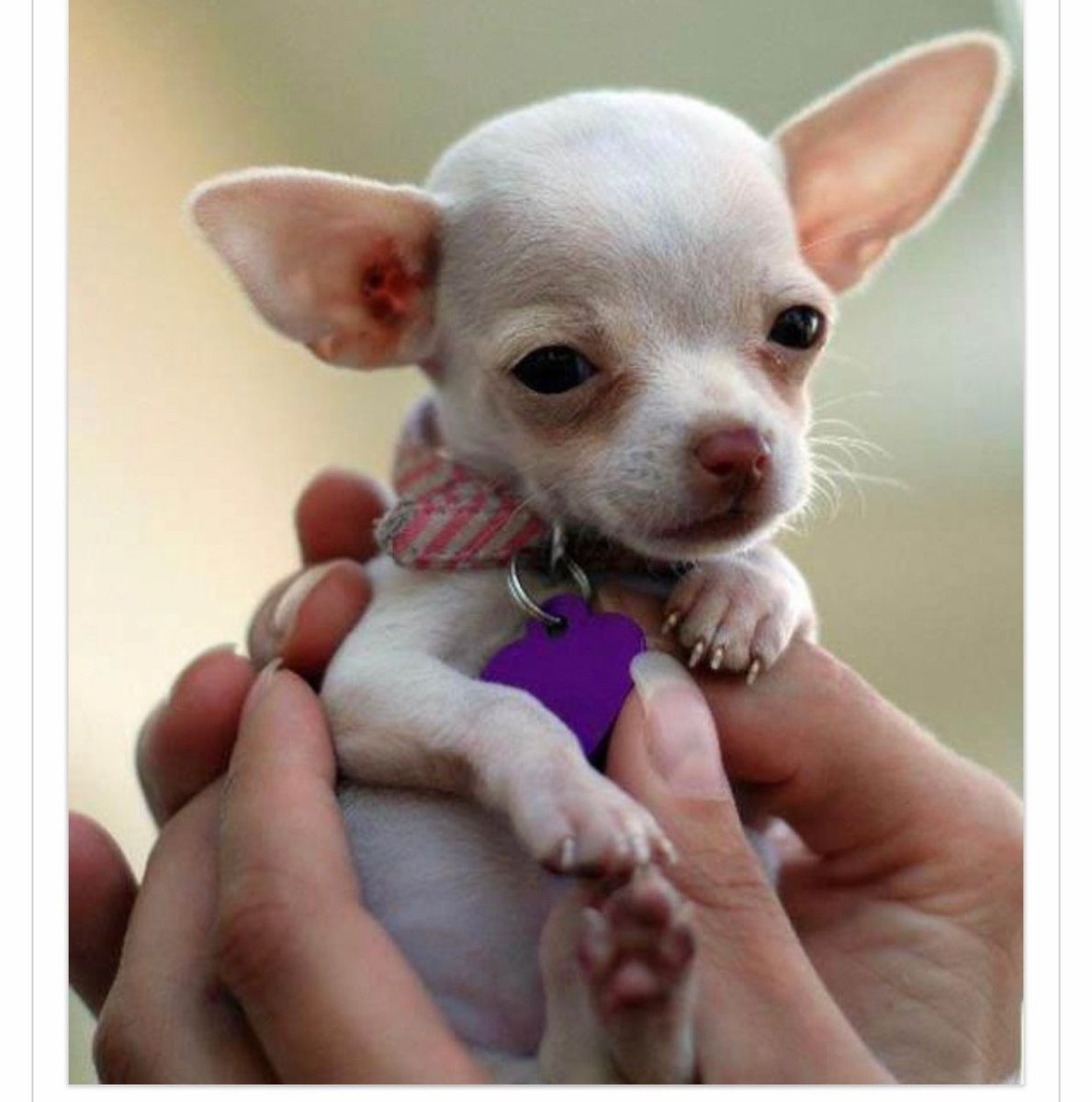 Микра чихуахуа