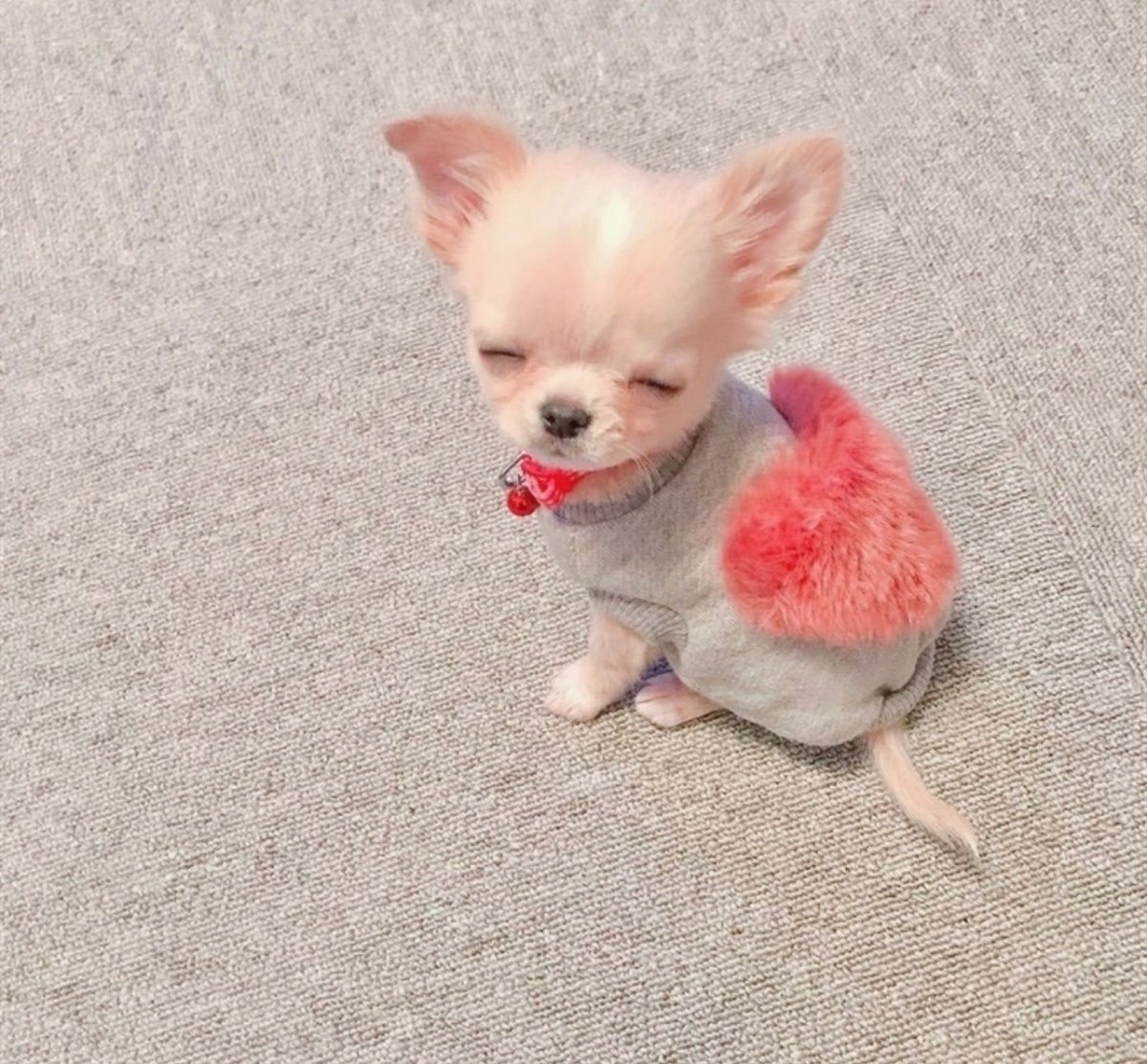 Изабелловый той терьер