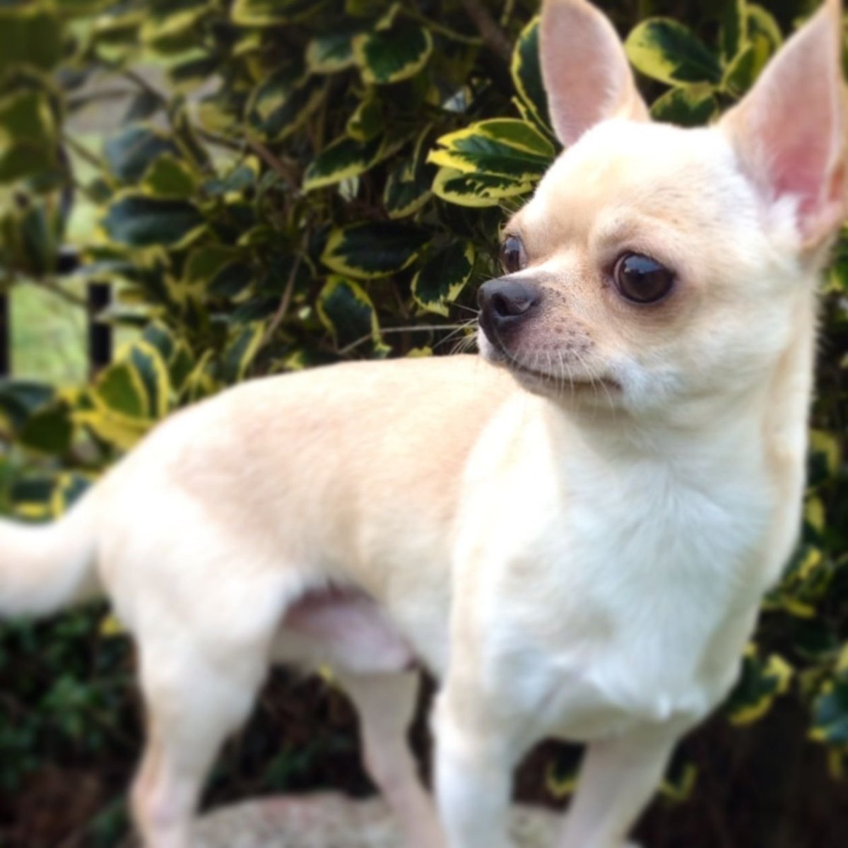 Собаяка чихуа Хуа коричнего белая