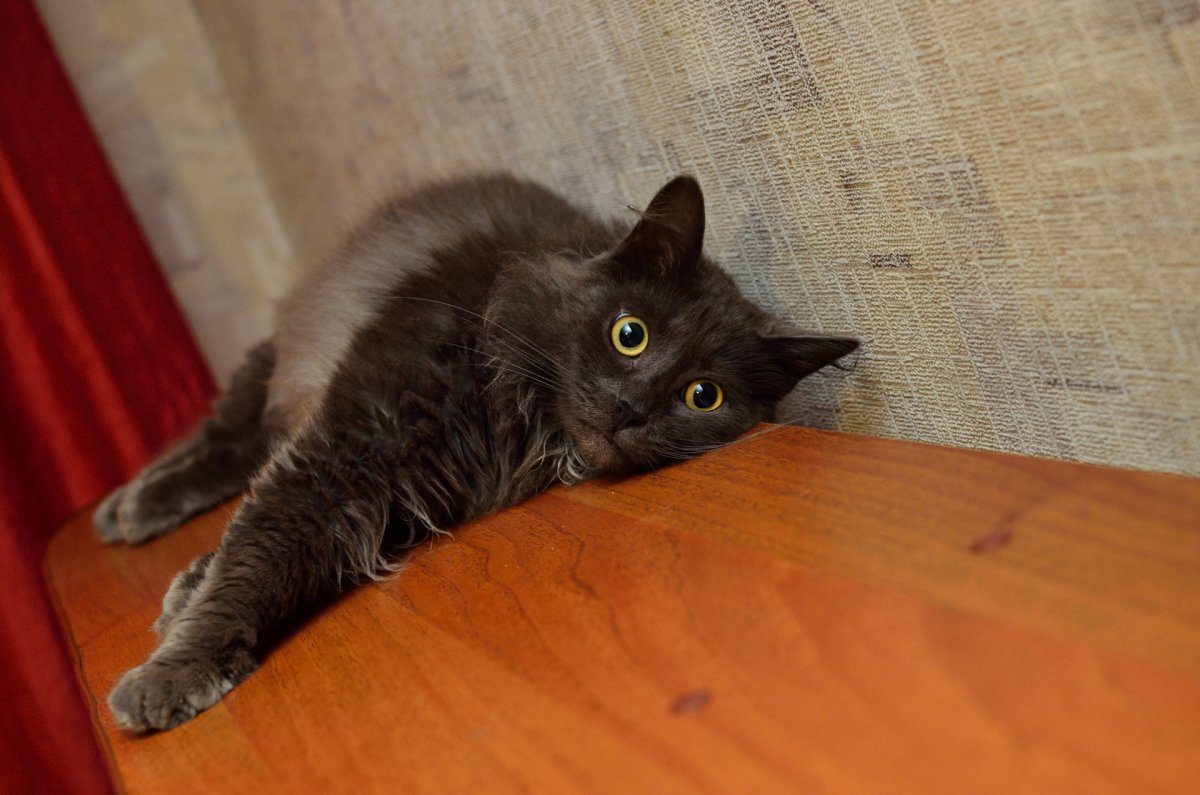 Котята метисы Мейн куна