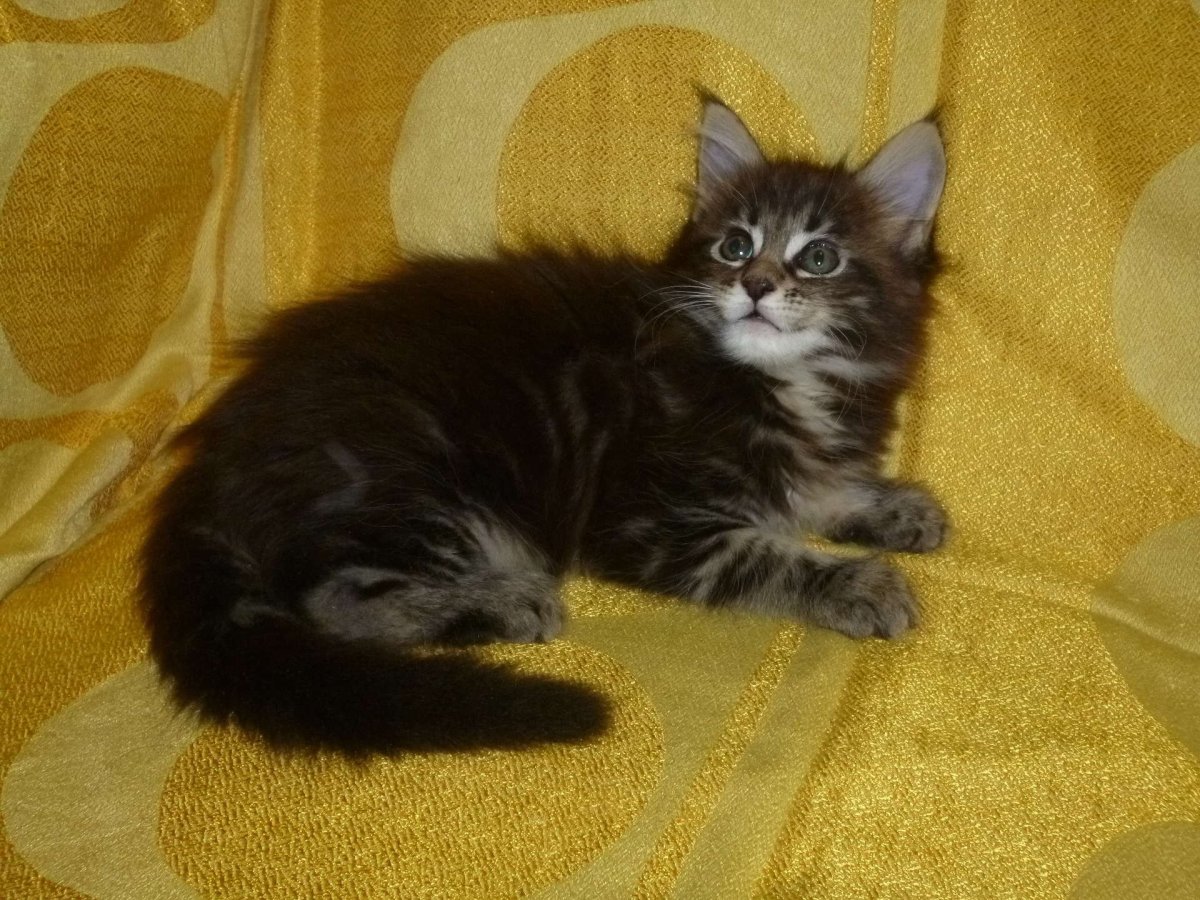 Мейн кун рекс