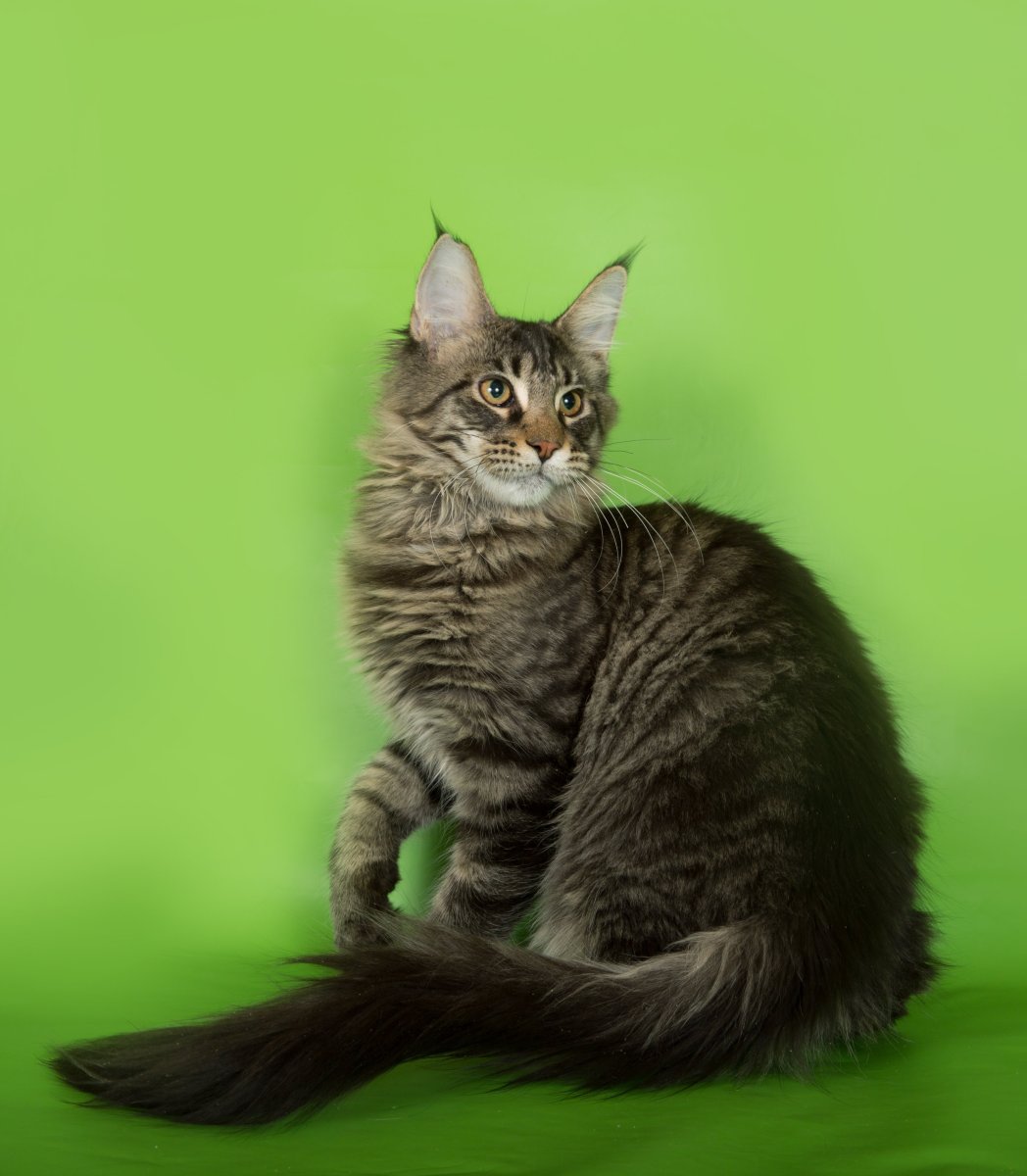 Мейн кун маленький котенок