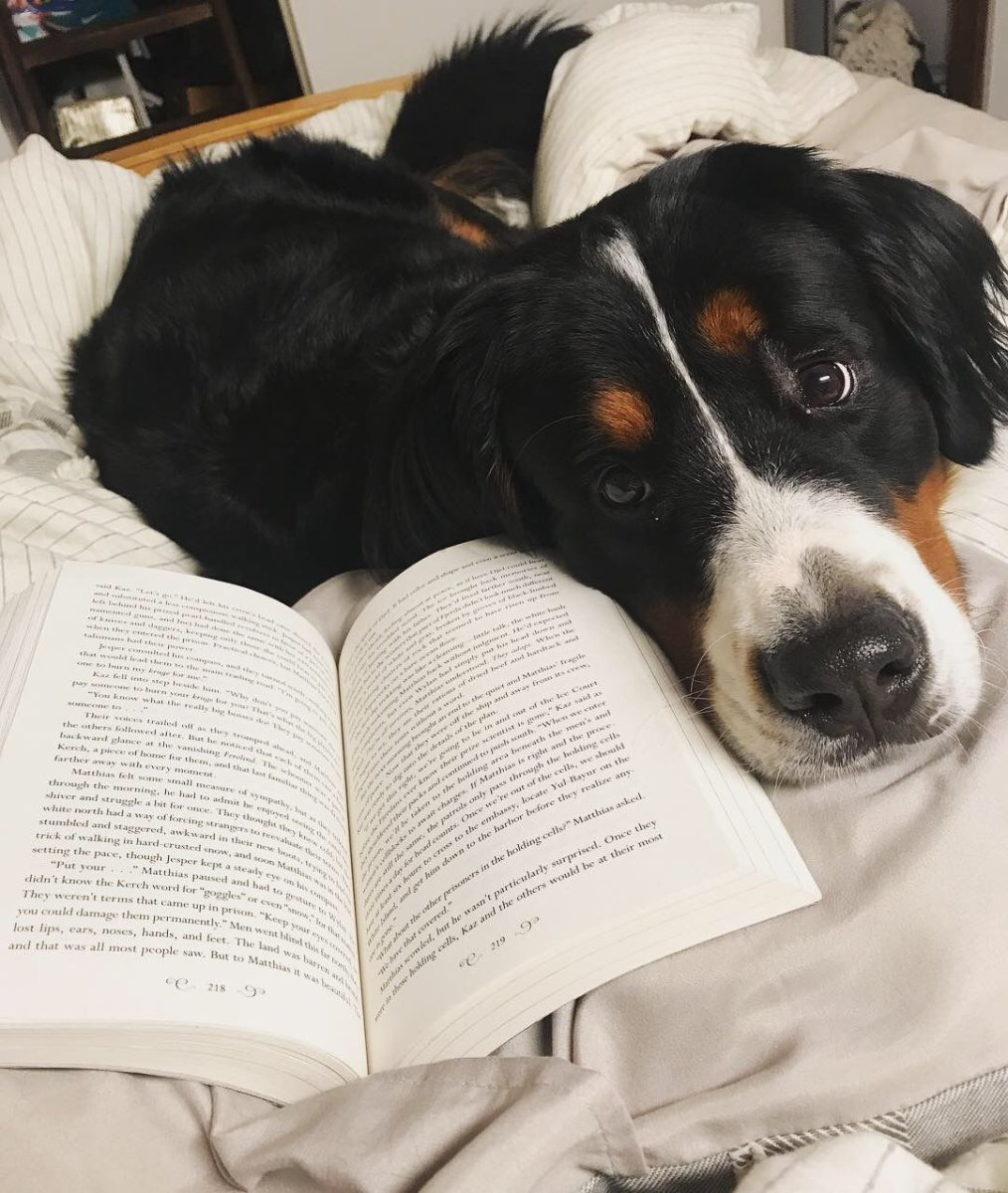 Такса длинная