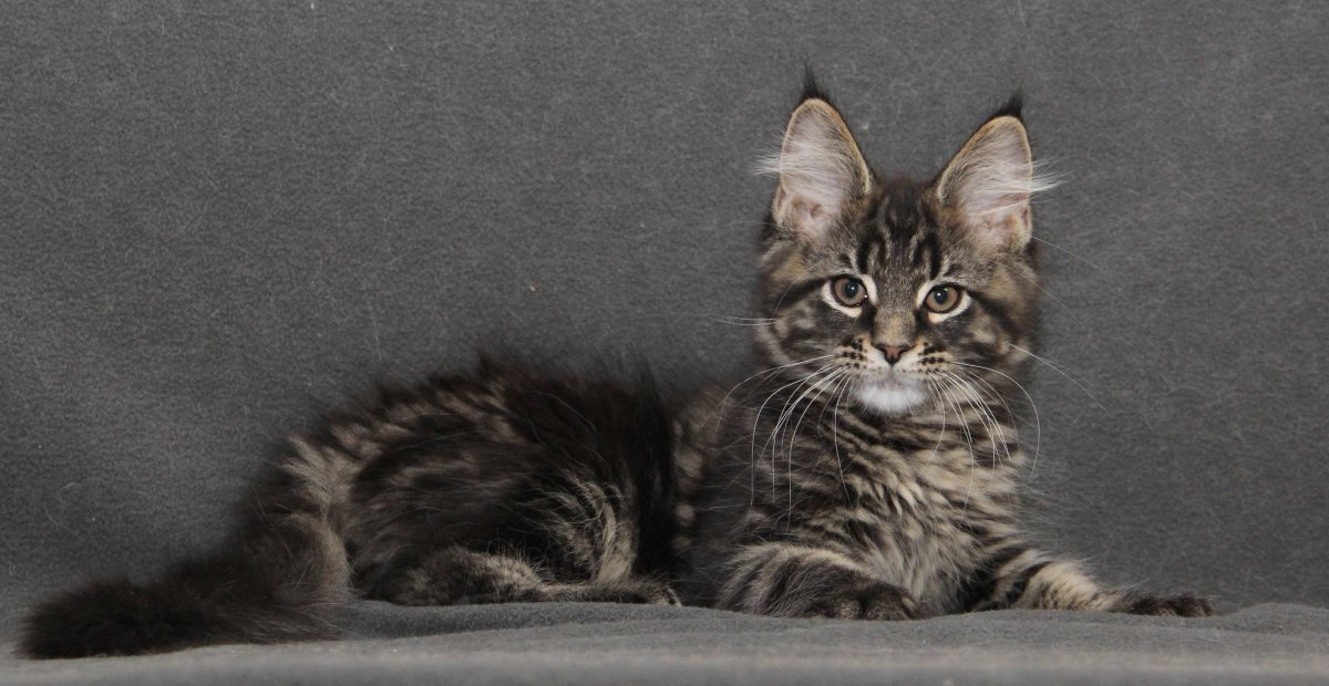 Кошка Павла воли Мейн кун