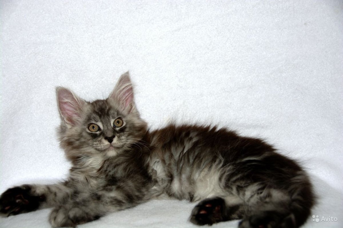 Котята Мейн кун метисы