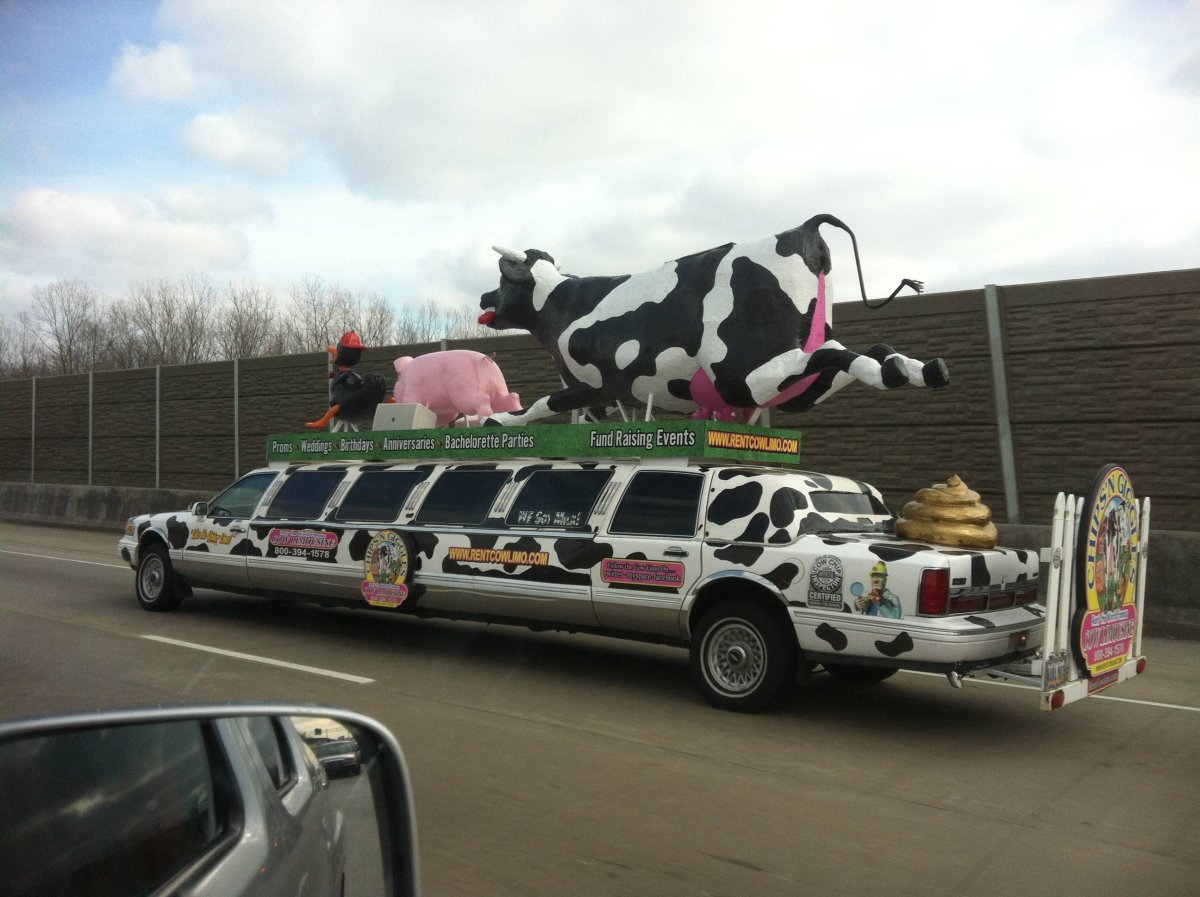 Корова в машине