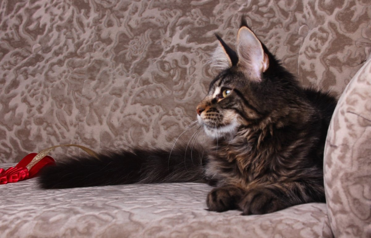 Мейкун серый на кровати