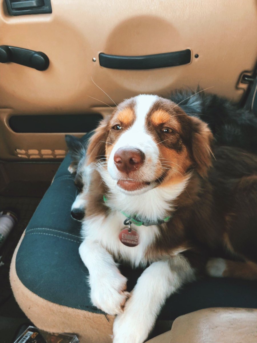 Бернский зенненхунд и золотистый ретривер