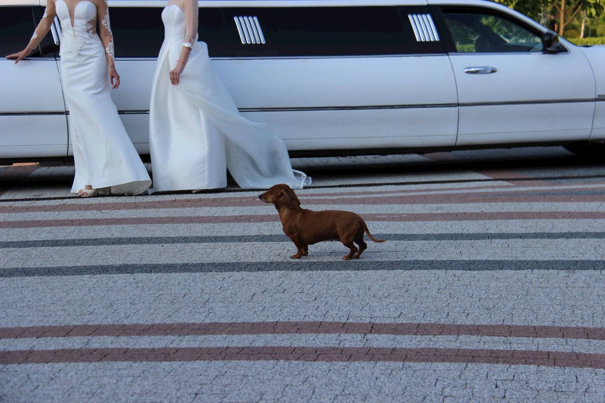 Собака лимузин