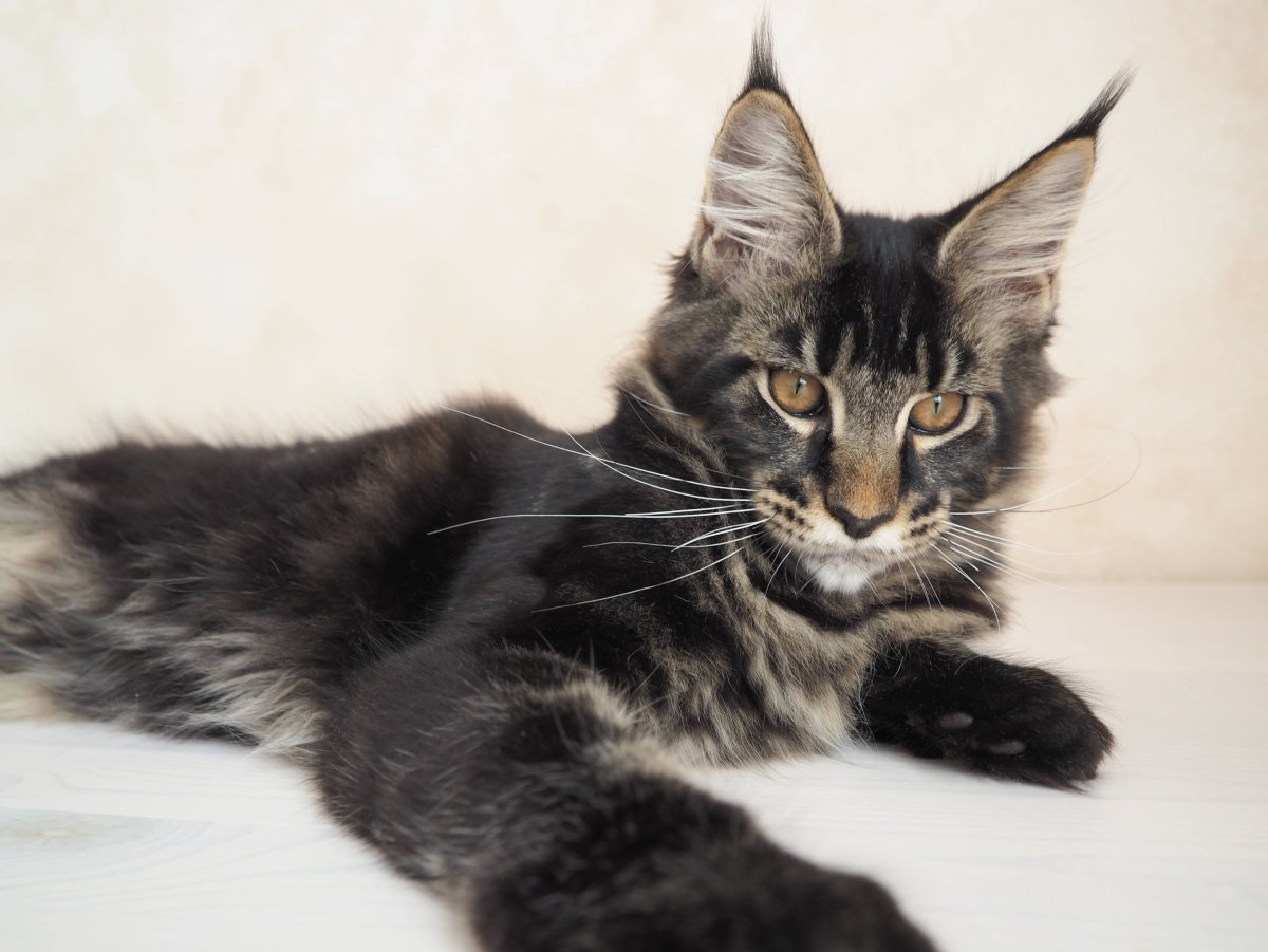 Мейн кун метис