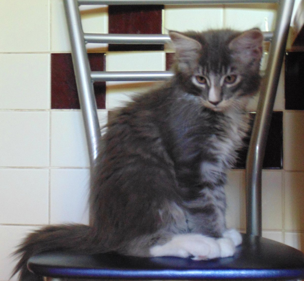 Котята метисы Мейн куна