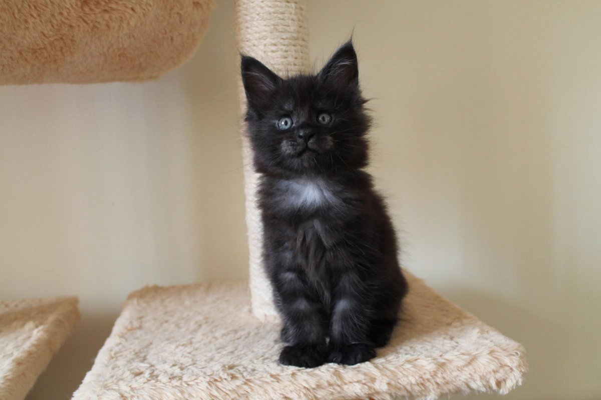 Мейн кун и сфинкс помесь