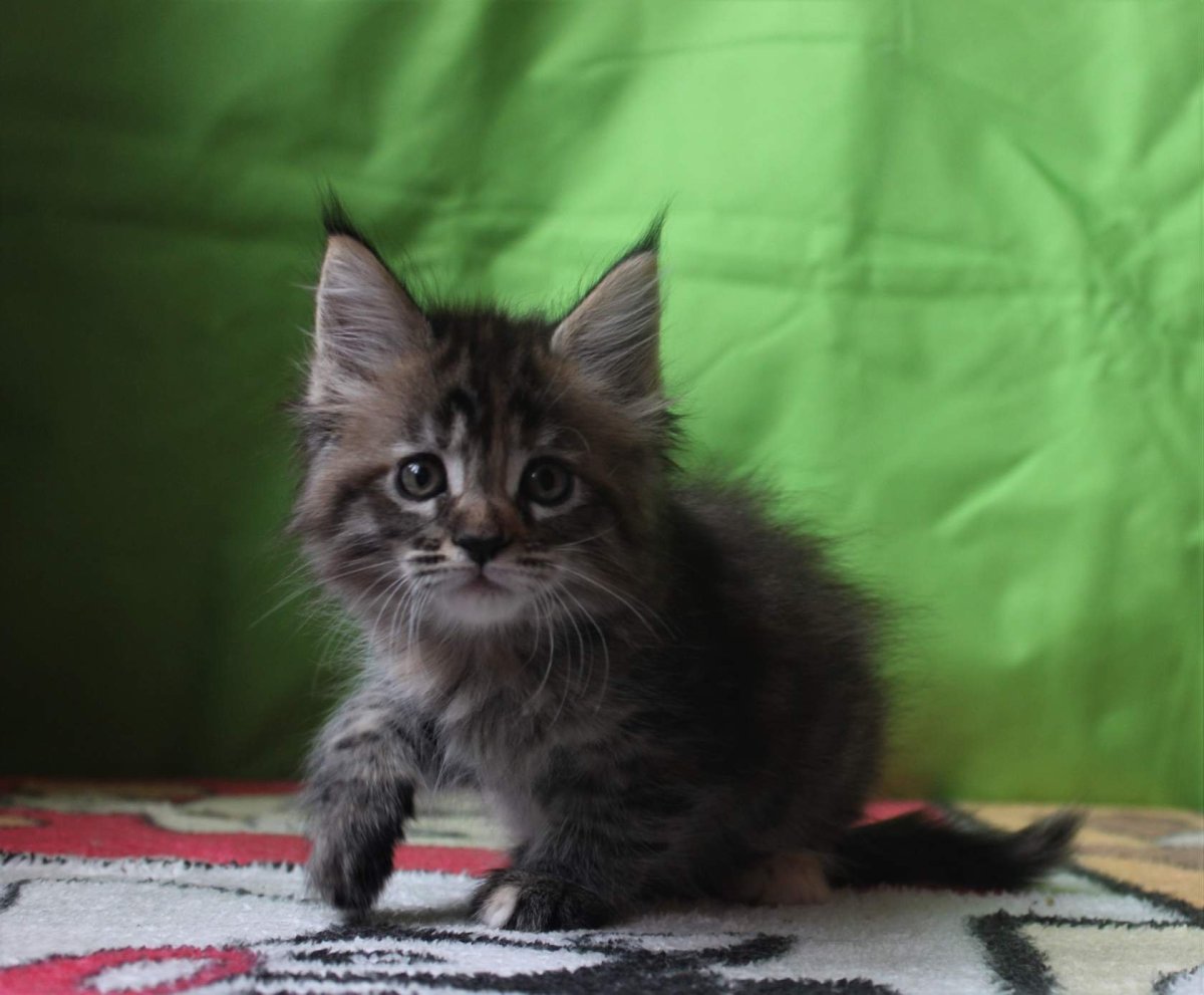 Мейн кун и обычная кошка