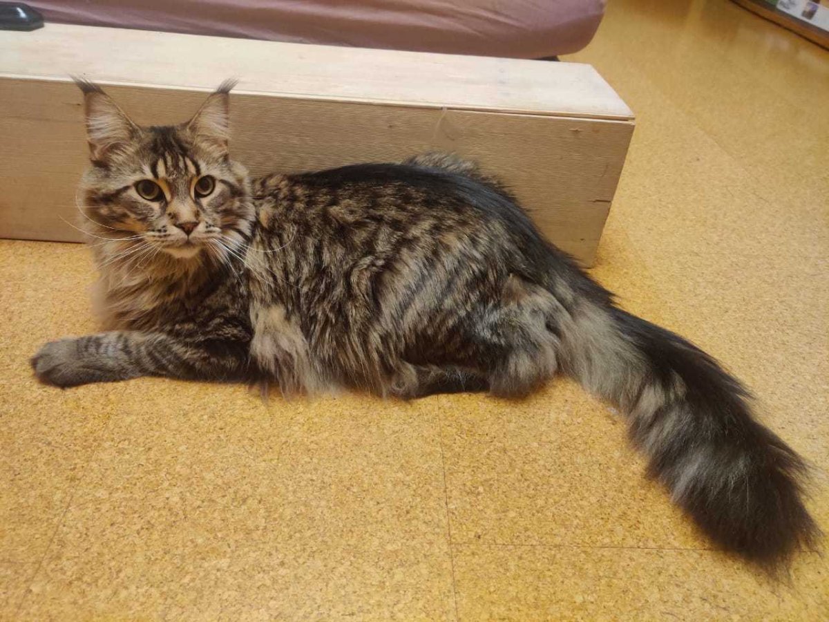 Помесь Мейн куна и норвежской Лесной кошки