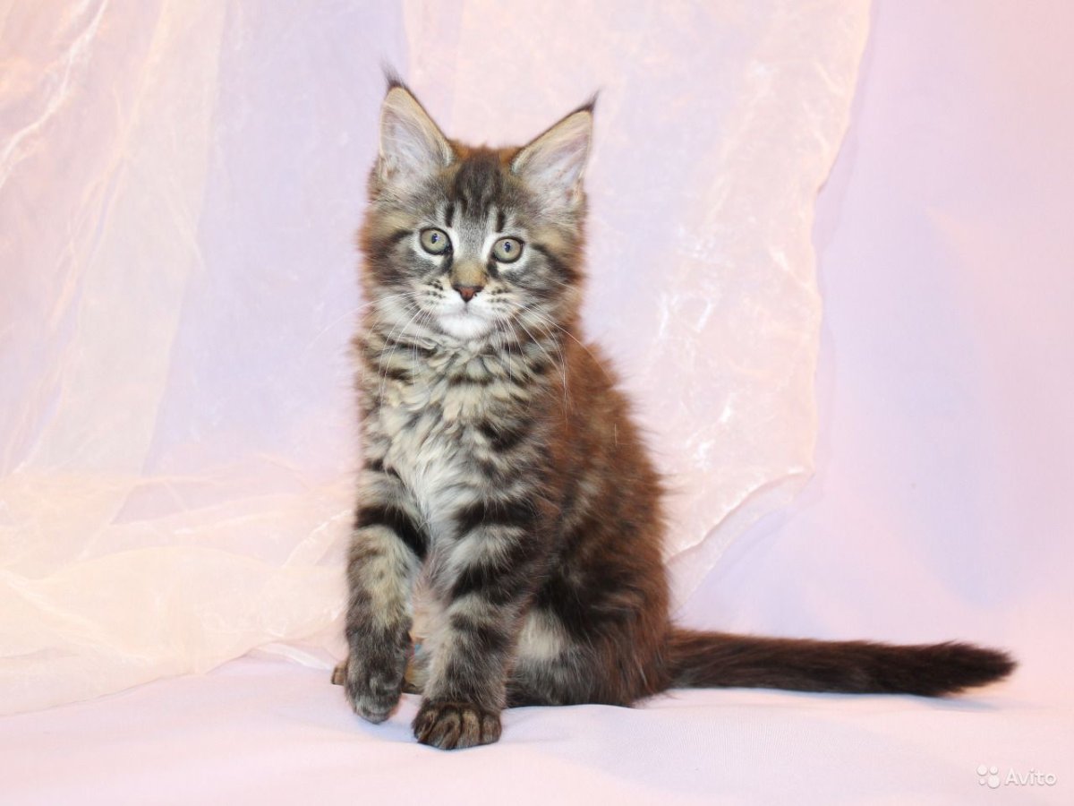 Кот Мейн кун