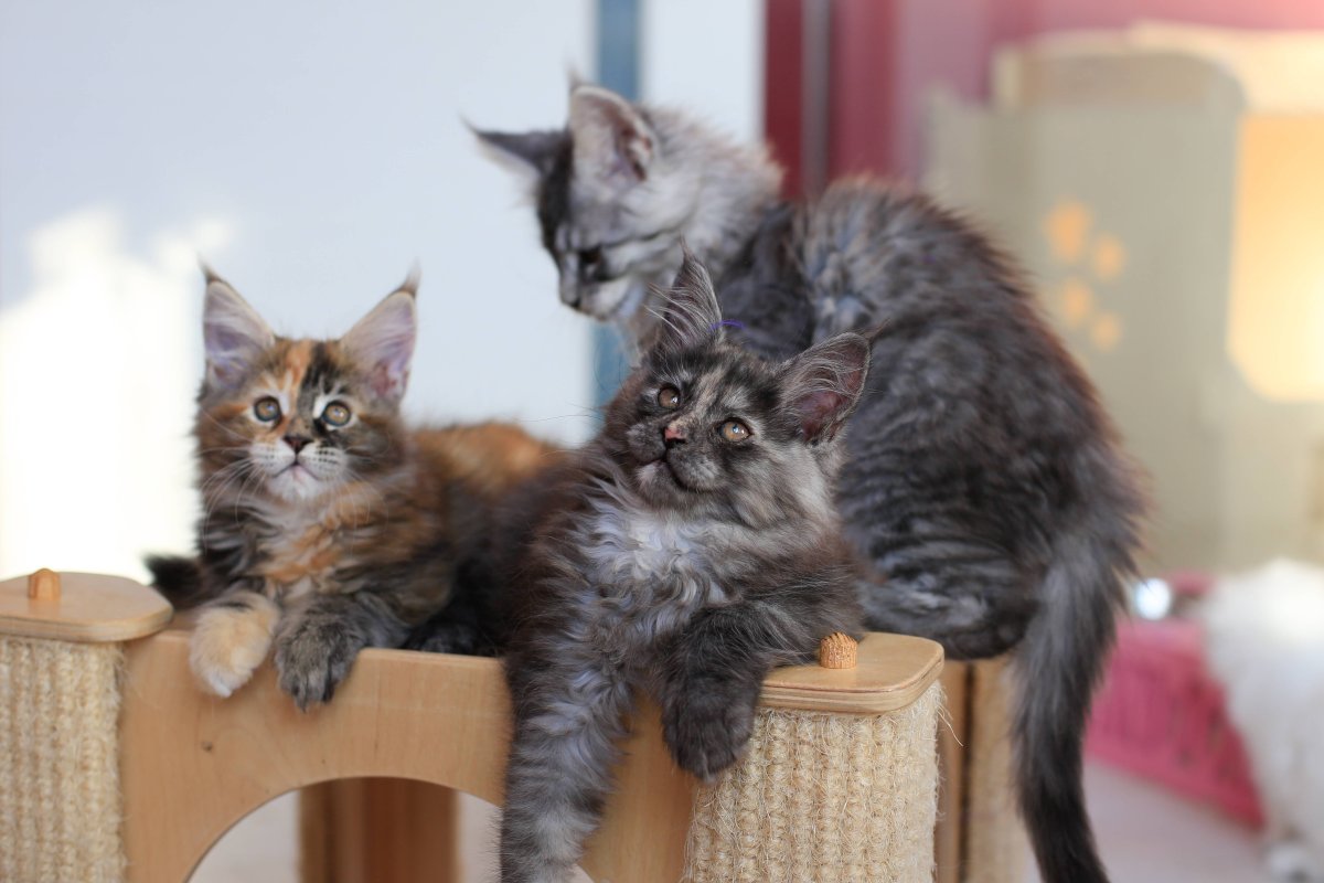 Мейн кун девочка серо белый 3 года