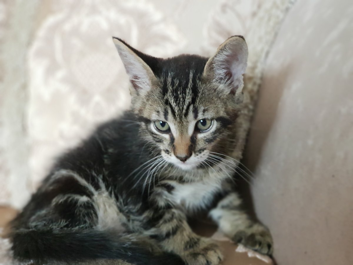 Метис Мейн куна 1 месяц