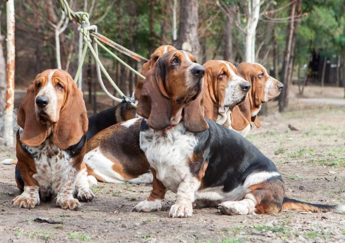 Бигль иллюстрация