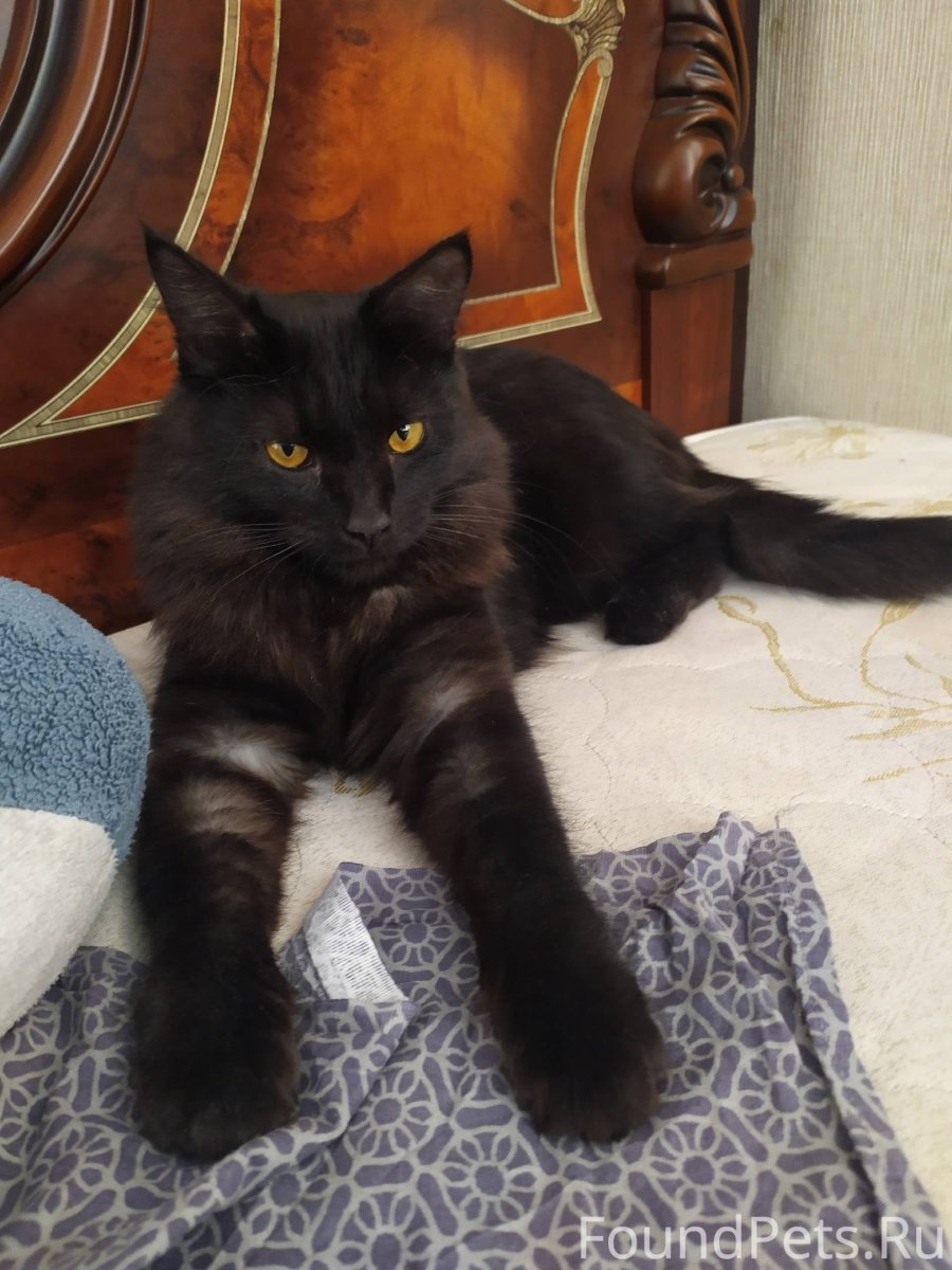 Порода Мейн кун