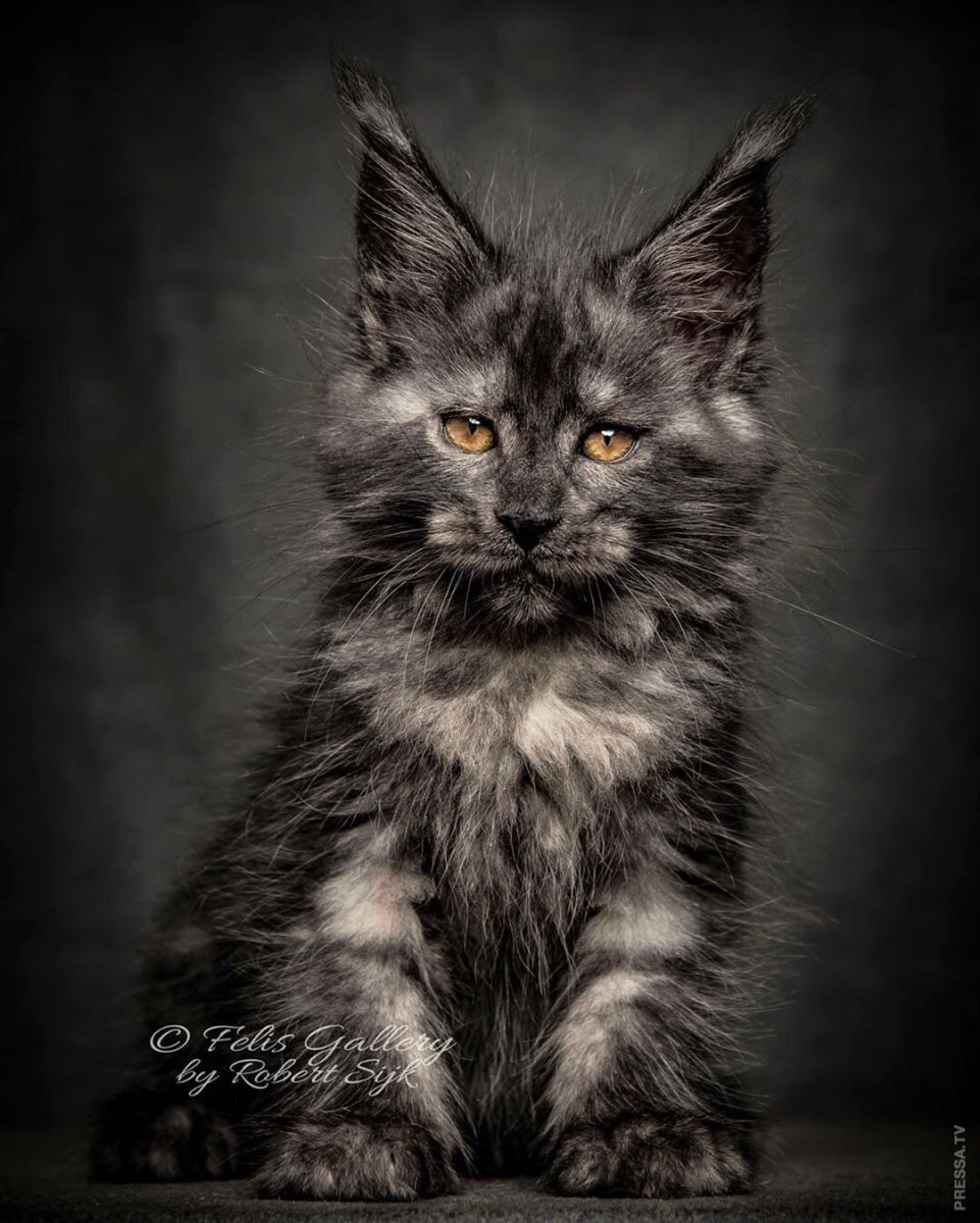 Мейн кун в добрые руки бесплатно Ростов на Дону