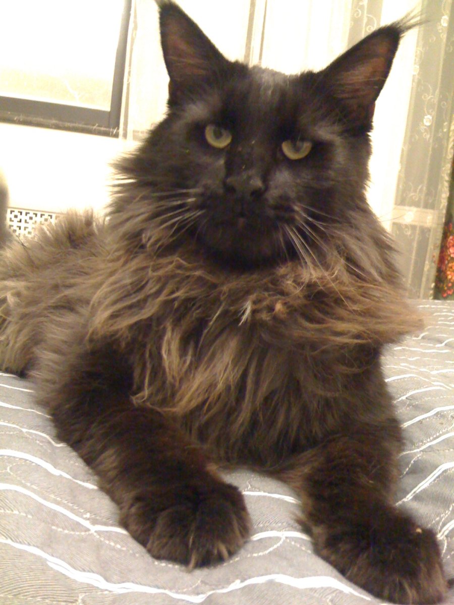 Метис Мейн куна черный