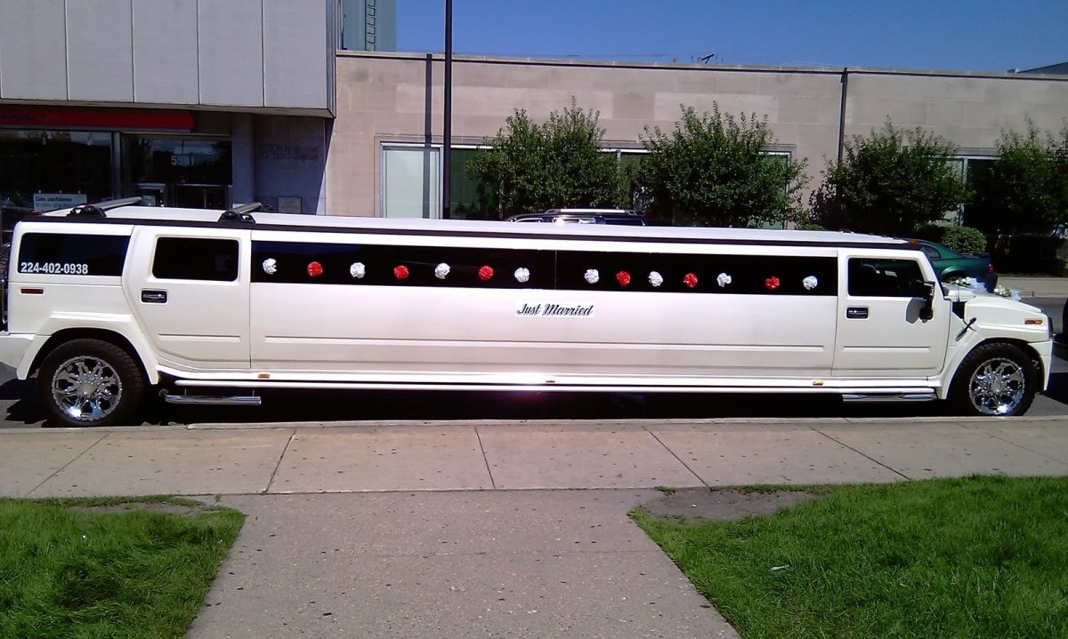 Бордер колли Эстетика