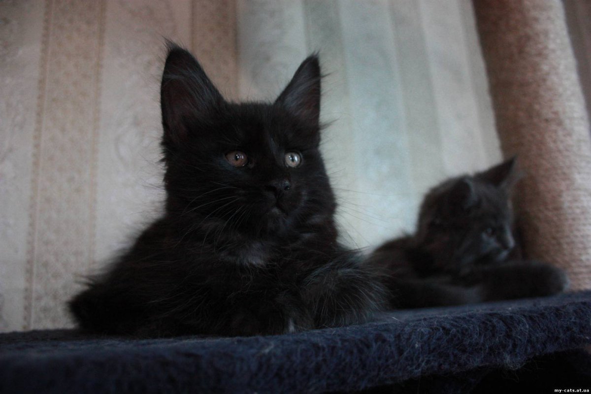 Помись ориетала и мейкуна