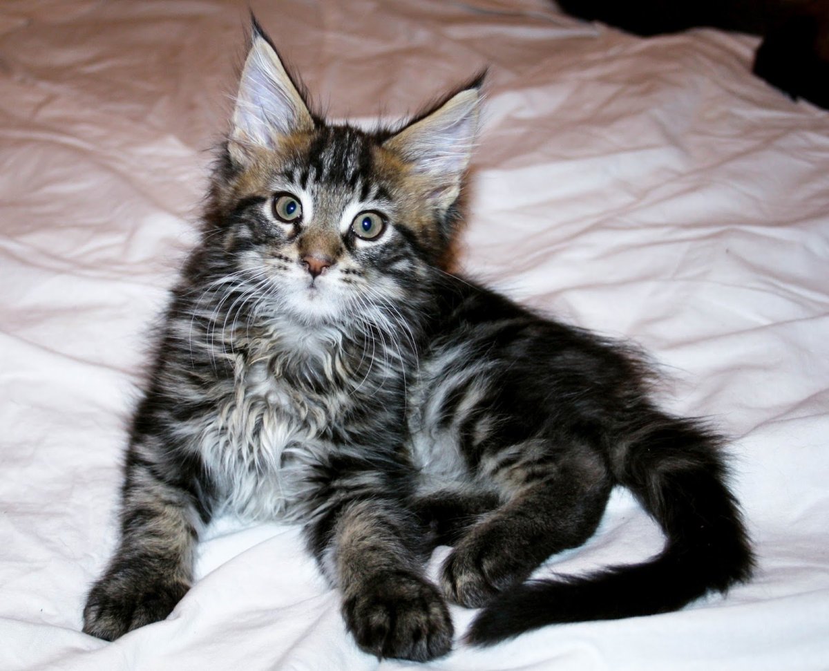 Расцветки Мейн кунов котята