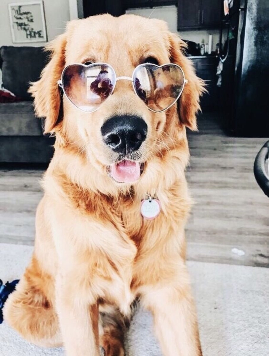 Такса собака такси