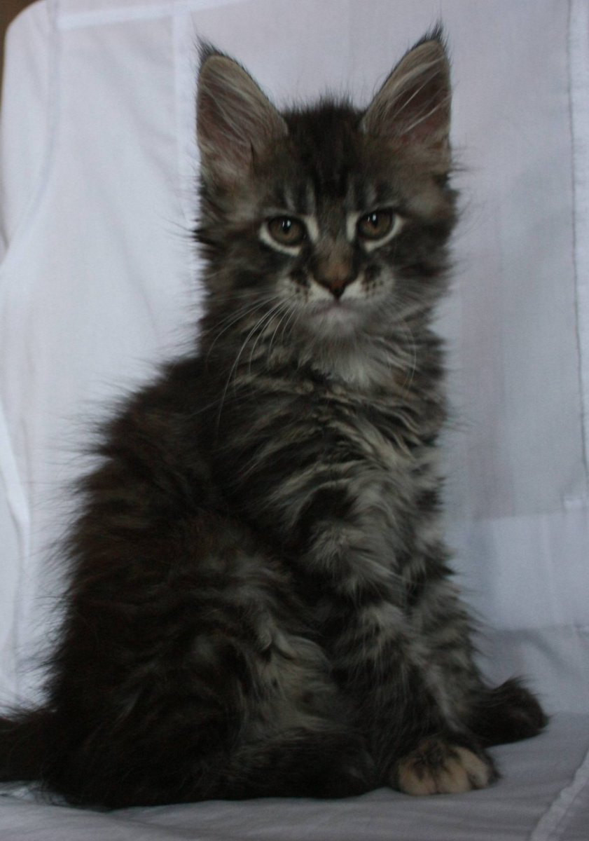 Вислоухий Мейн кун