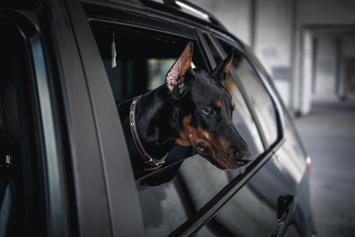 Далматинец щенок