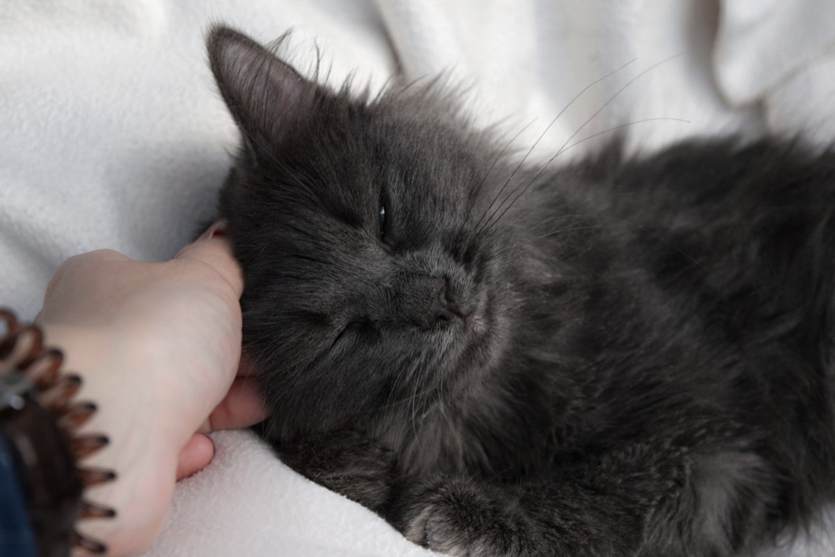 Мейн куны котята