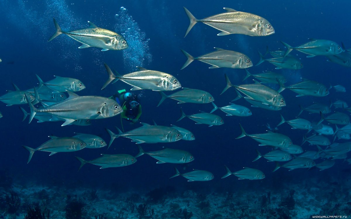 Ласкирь Азовское море