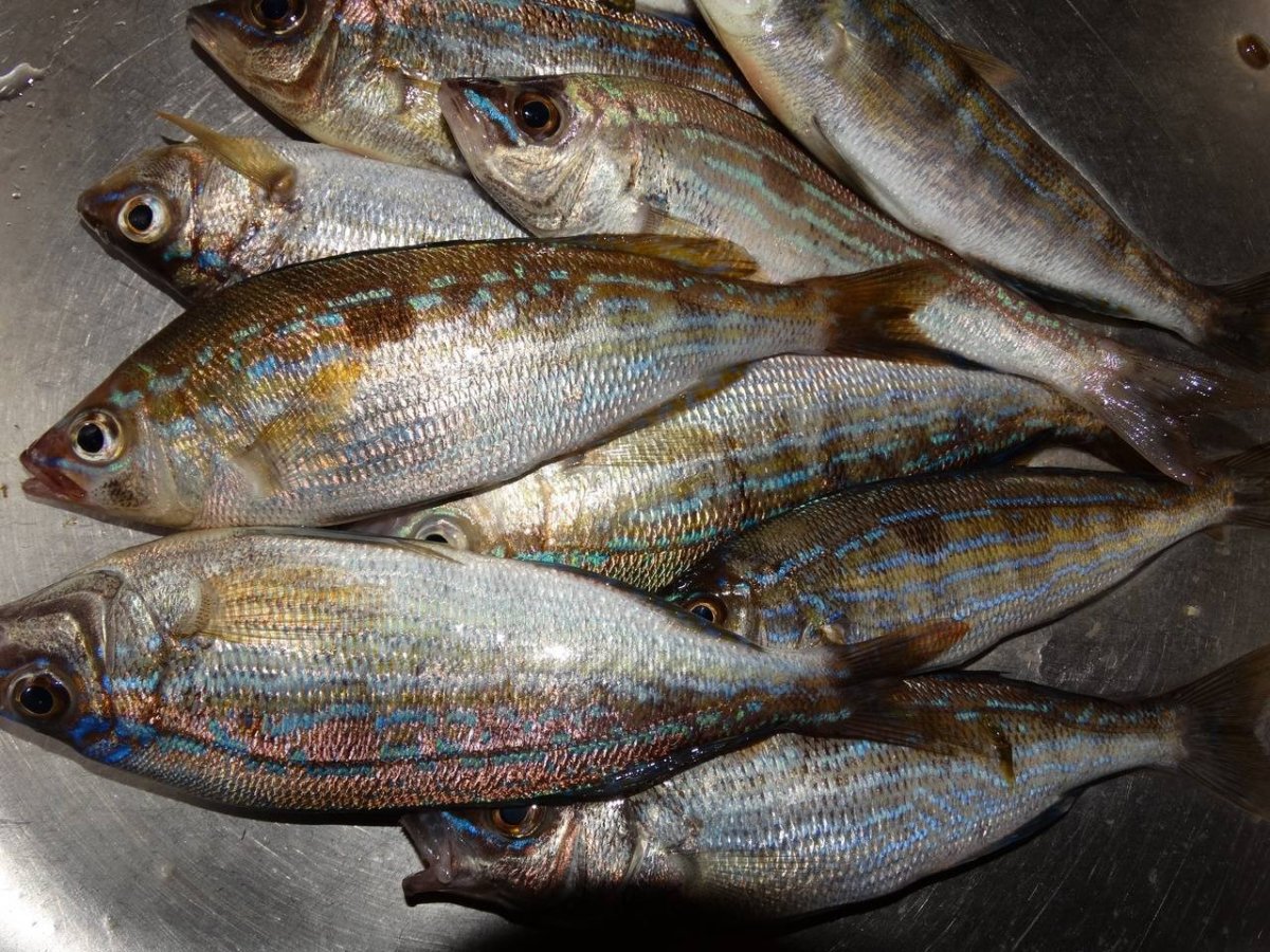 Морепродукты в Японии